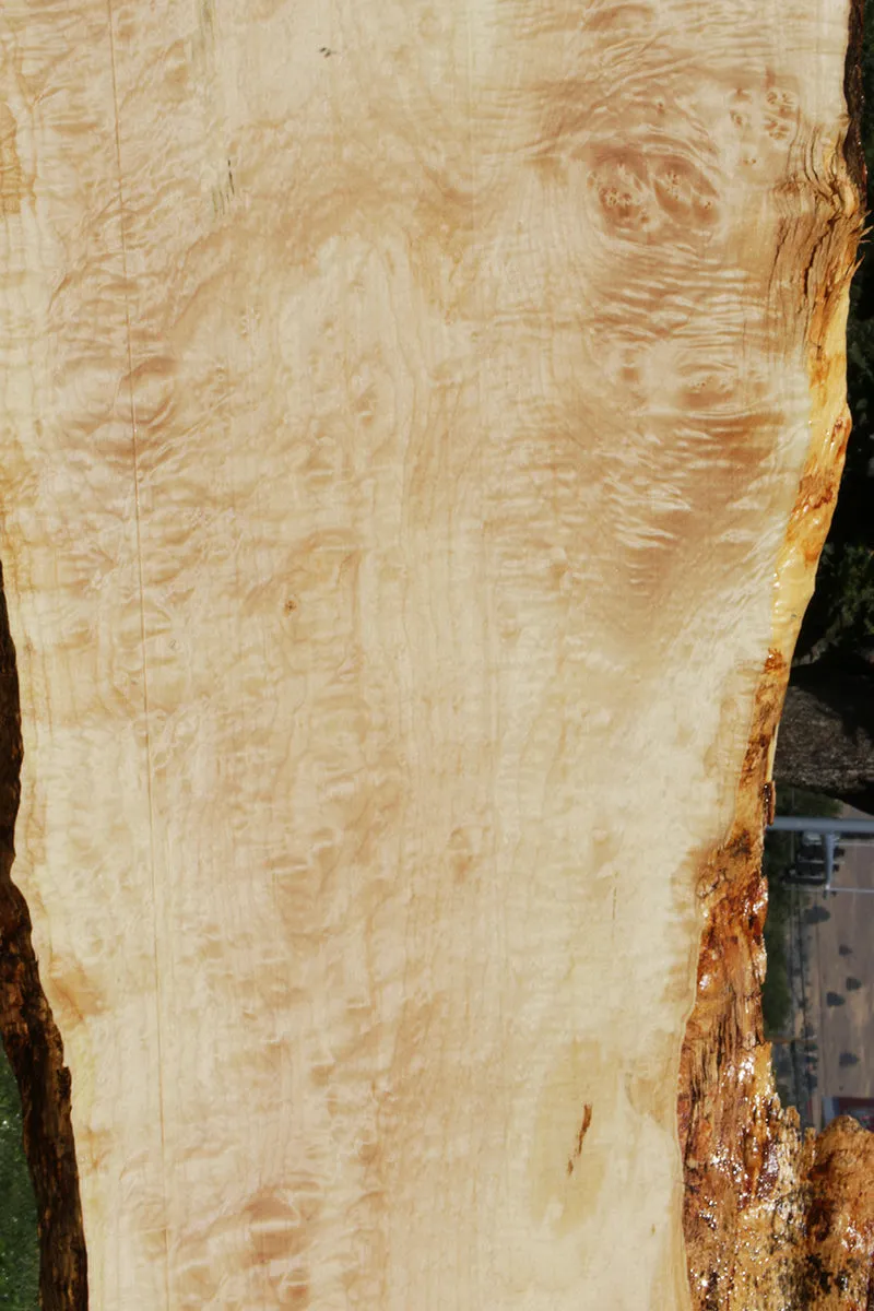 Maple Live Edge Lumber (Freight Shipping Required)
